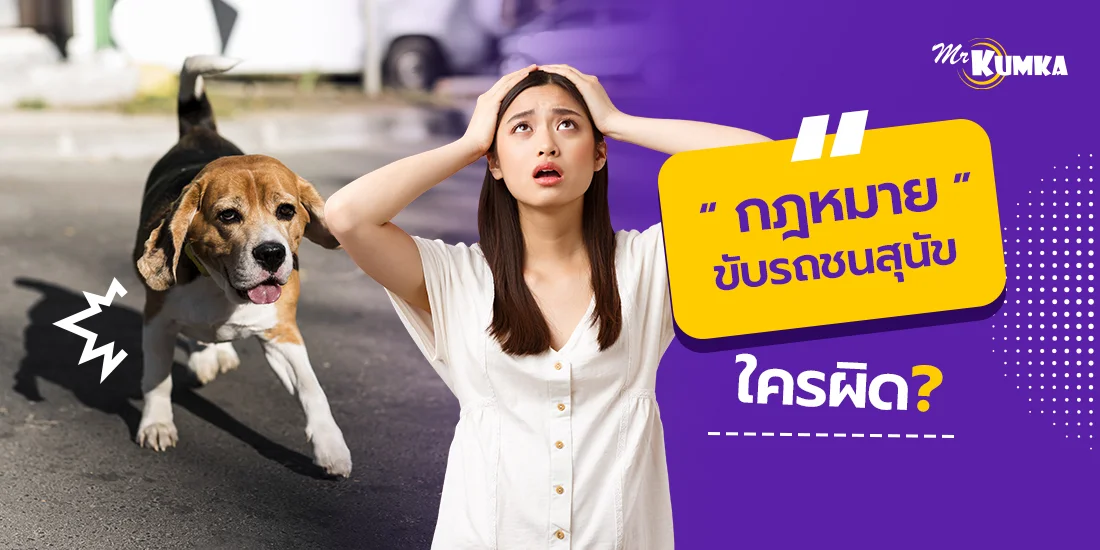 กฎหมายขับรถชนหมา ใครผิด ? และประกันคุ้มครองไหม ? หาคำตอบไปพร้อม ๆ กัน
