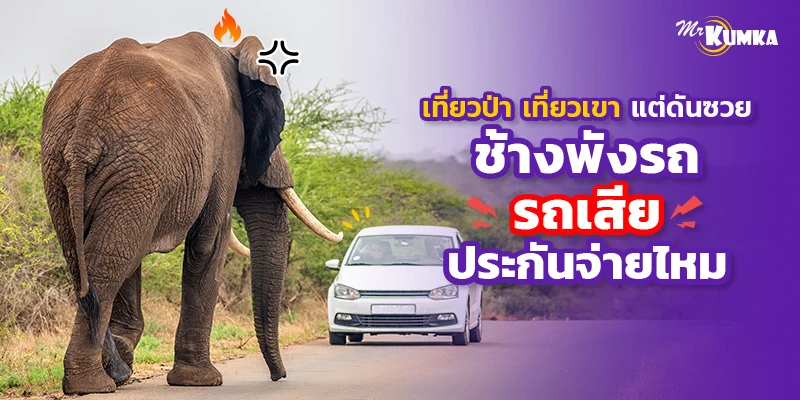 เที่ยวป่า เที่ยวเขาแต่ดันซวย ช้างพังรถ รถเสีย ประกันจ่ายไหม